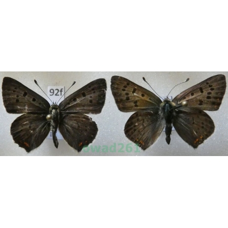 Lycaena tityrus (Poda, 1761) 2xmale Poland92f